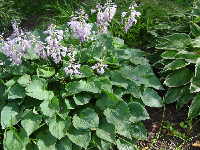 Hosta Pearl Lake